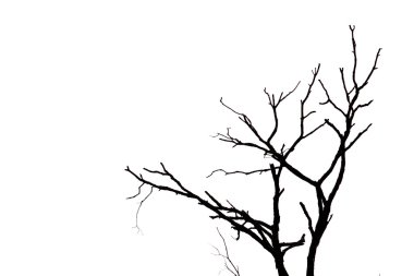 Silhouette of branches on white background clipart