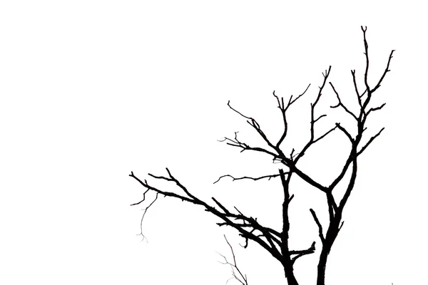 Silhouette Von Zweigen Auf Weißem Hintergrund — Stockfoto