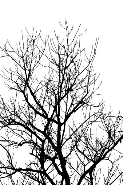 Silhouette von Zweigen — Stockfoto