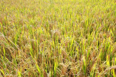 Sarı pirinç tarlaları doğada