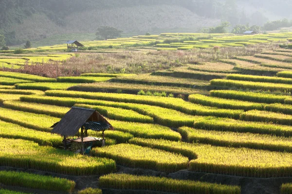 Terraced rice field and hut on Mountain — Stock Photo, Image