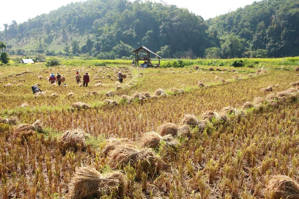 stock image Farmer working on rice filed with paddy stubble