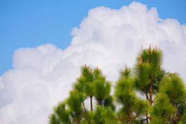 pijnboom, wolk en lucht