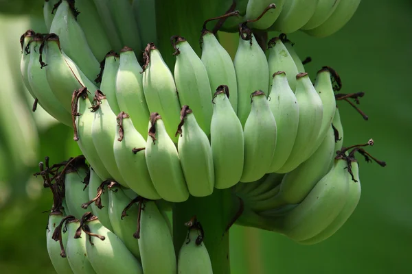 Plátano Inmaduro Árbol Naturaleza — Foto de Stock
