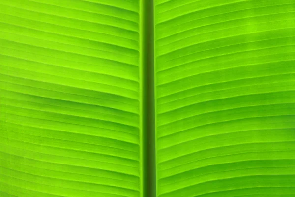 Close Bananenblatt Kann Als Hintergrund Verwendet Werden — Stockfoto