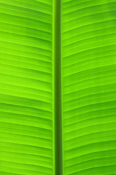 Bananen blad achtergrond — Stockfoto