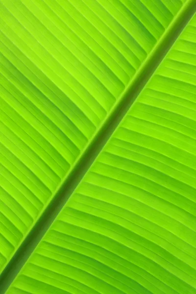 Close Bananenblatt Kann Als Hintergrund Verwendet Werden — Stockfoto