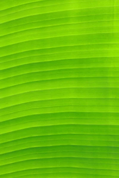 Bananenblatt Hintergrund — Stockfoto
