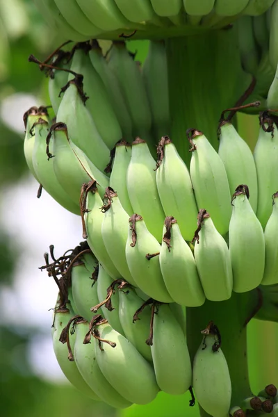 Banane unreif — Stockfoto
