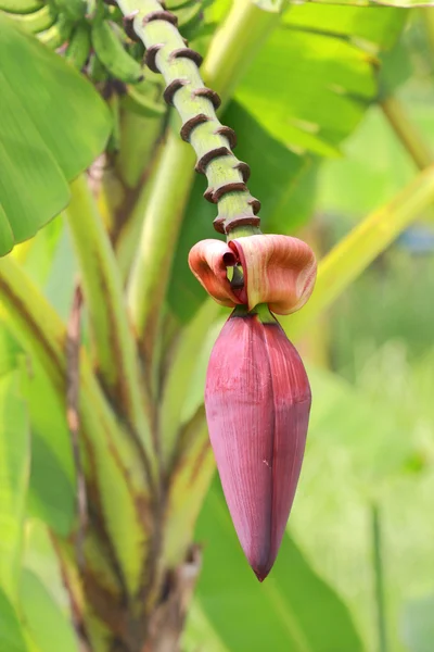 stock image Banana blossom