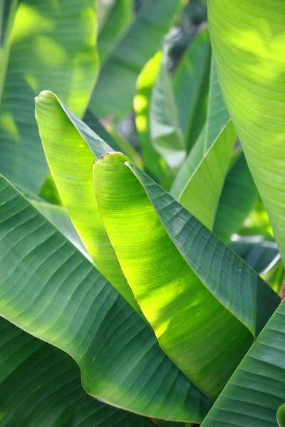 Зеленый Банановый Лист Природе Дневным Светом — стоковое фото