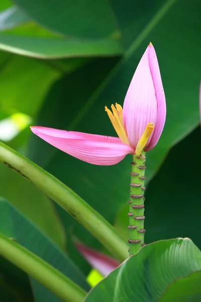 stock image Banana blossom