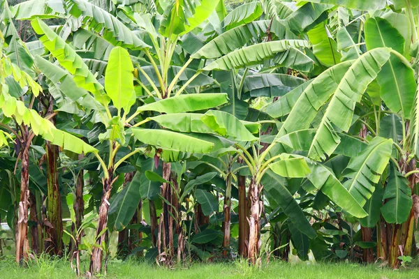 Banana Tree Plantation Nature Daylight — Stock Photo, Image