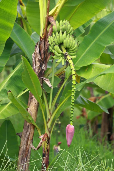 Banana blossom — Stock Photo, Image