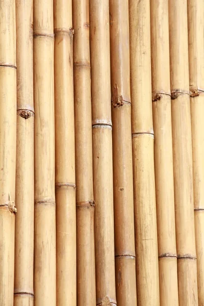 Natuurlijke bamboe — Stockfoto