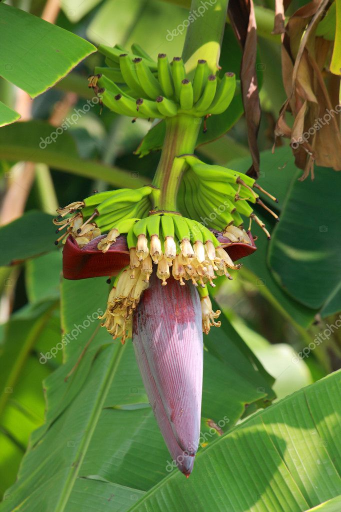 Banana blossom — Stock Photo © happystock 4793347