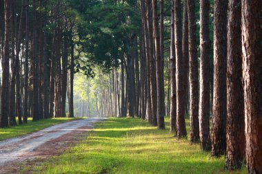 çam ağacı deseni üzerinde sabah güneş ışığı ile yan yol