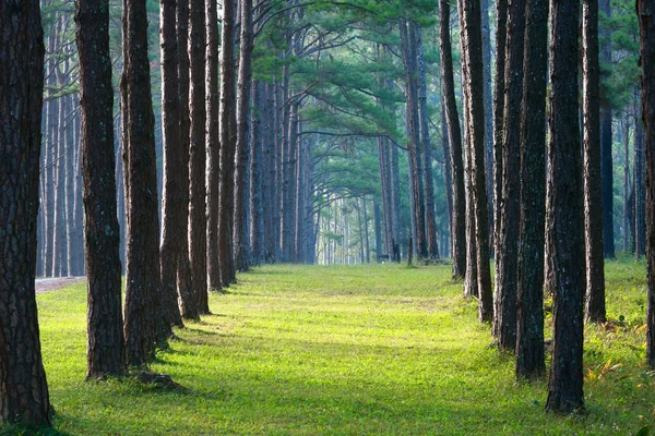 Patrón de pino de camino — Foto de Stock