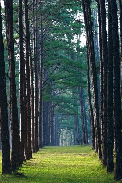 stock image Pathway pine tree pattern