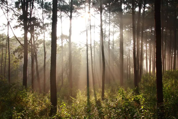 Rayo de sol brillante pensamiento niebla en medio de pinos — Foto de Stock