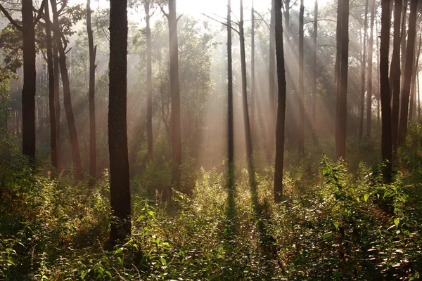 Rayo de sol brillante pensamiento niebla en medio de pinos — Foto de Stock