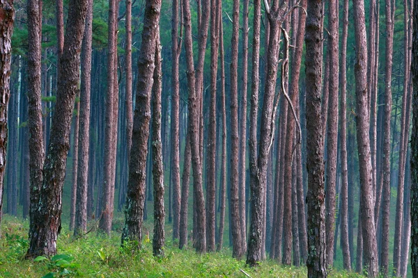 Padrão de pinheiros — Fotografia de Stock