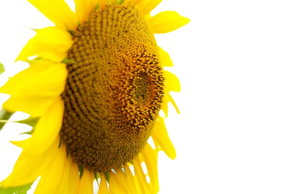 Ayçiçeği yeşil beyaz arka plan üzerinde izole bırakır