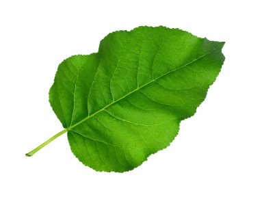 Green Leaf clipart