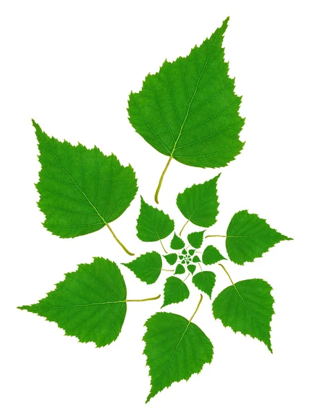 자작나무 잎 패턴 — 스톡 사진