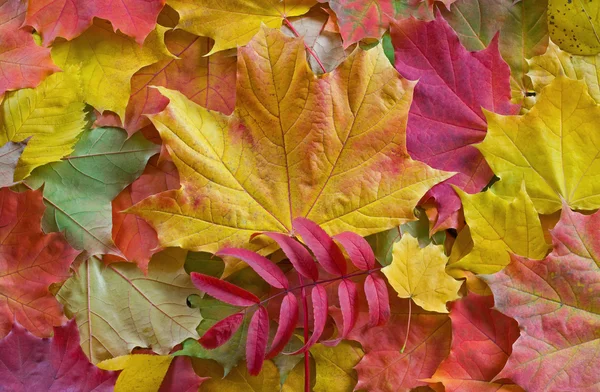 stock image Autumn Leaves Background