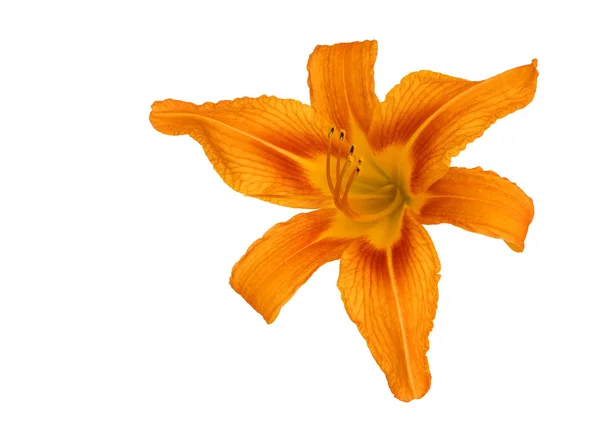 stock image Tiger Lily on white background