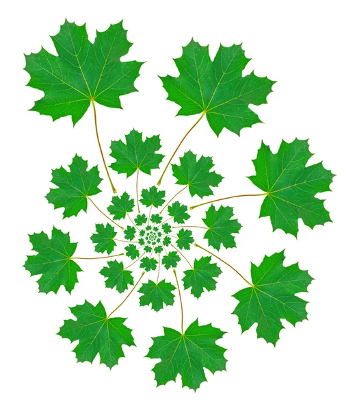 Maple leaf minta — Stock Fotó