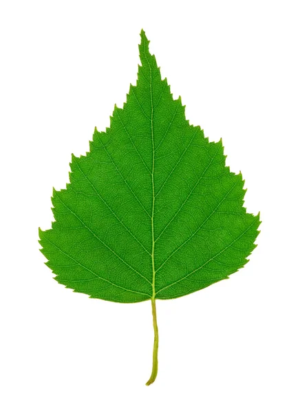 Birch Leaf — Stock Photo, Image