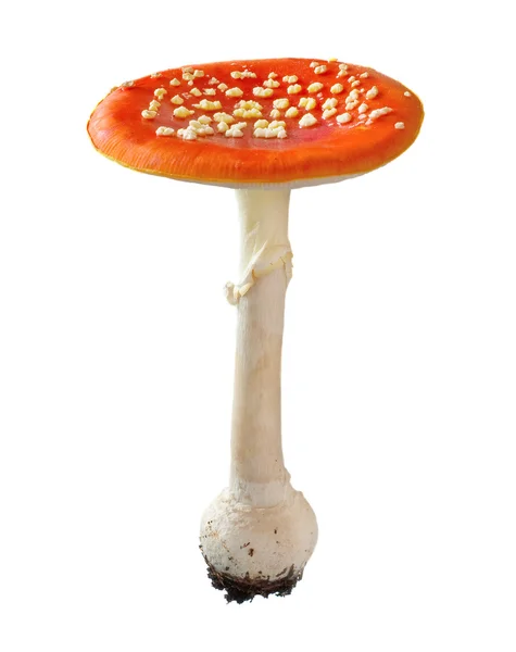 stock image Red Amanita