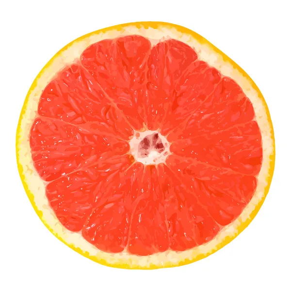 Vektorgrapefruit — Stockvektor
