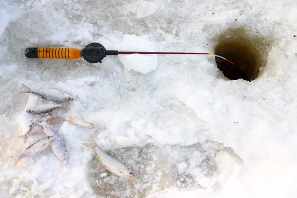 buz balık oltası ile catch