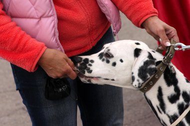 Portrait of a dog dalmatian clipart