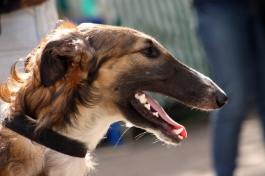 bir köpek doğurmak Rus borzoi, yan görünüm portresi