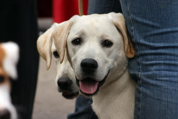 Portret Van Een Jonge Pup Labrador Retriever — Stockfoto