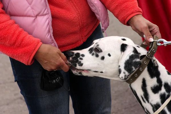 Portret van een hond Dalmatische — Stockfoto