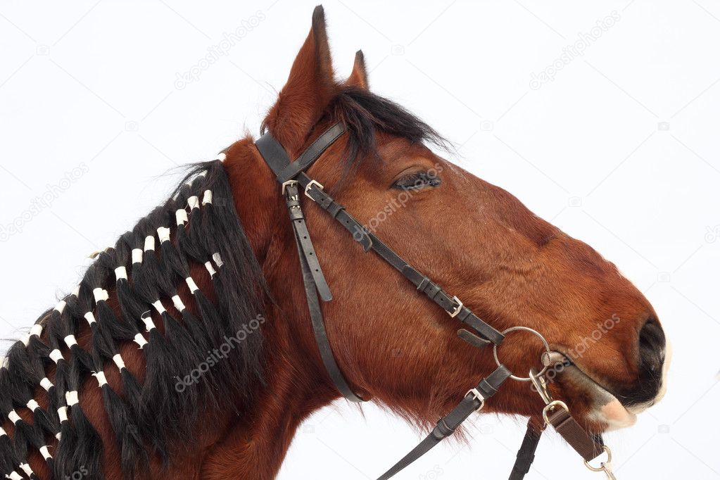 Horse with braided mane
