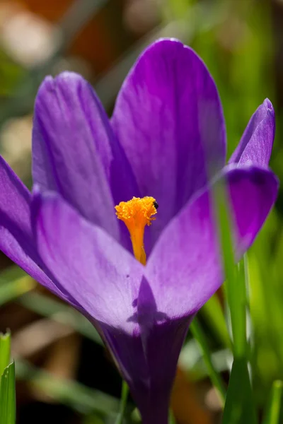 Marguerite violette — Photo