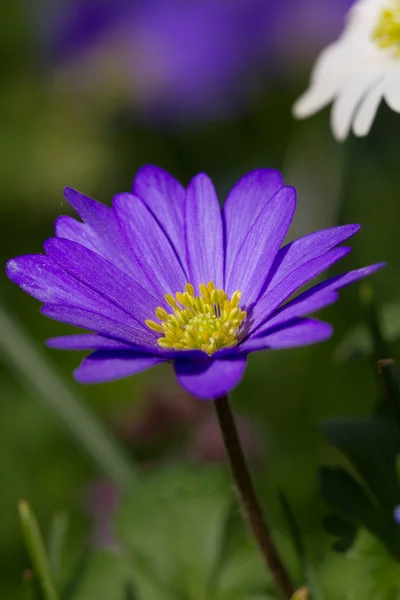 Marguerite violette — Photo