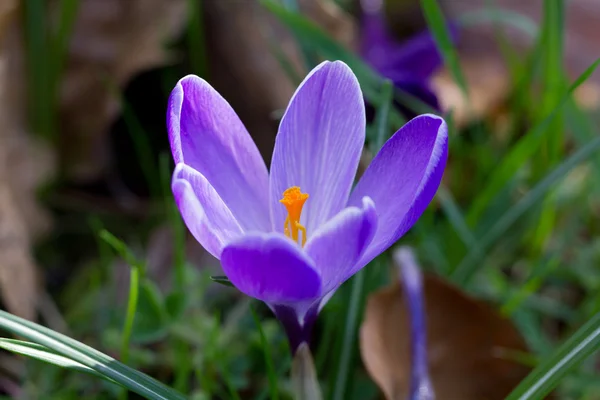 紫色玛格丽特 — 图库照片