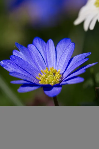 美しいブルーのアネモネ blanda — ストック写真