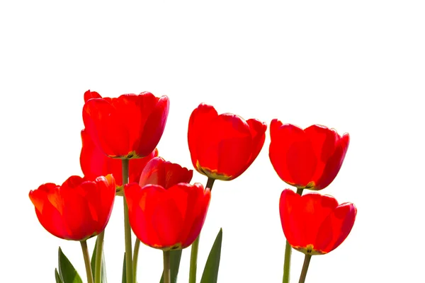 Tulipanes rojos aislados en vista de cerca —  Fotos de Stock