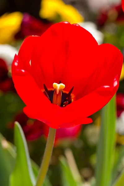 Rote Tulpe isoliert in Nahaufnahme — Stockfoto