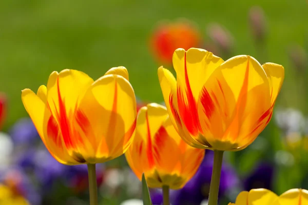 Zbliżenie żółty tulipan — Zdjęcie stockowe