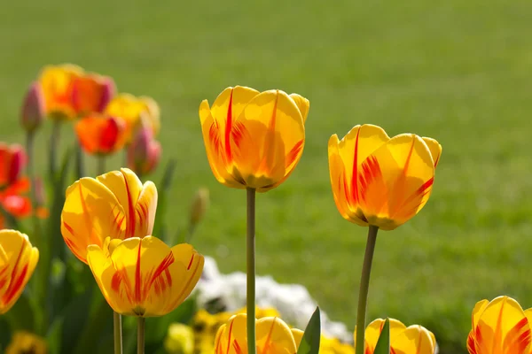 Жовтий tulip крупним планом — стокове фото