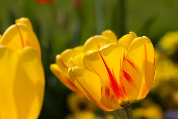 Vértes sárga tulipán — Stock Fotó